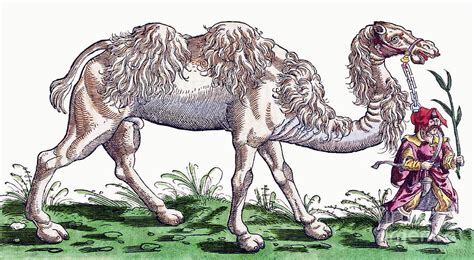  The Enchantress and Her Talking Camel! – Exploring 16th-Century Egyptian Folklore Through Magical Beasts and Unexpected Adventures